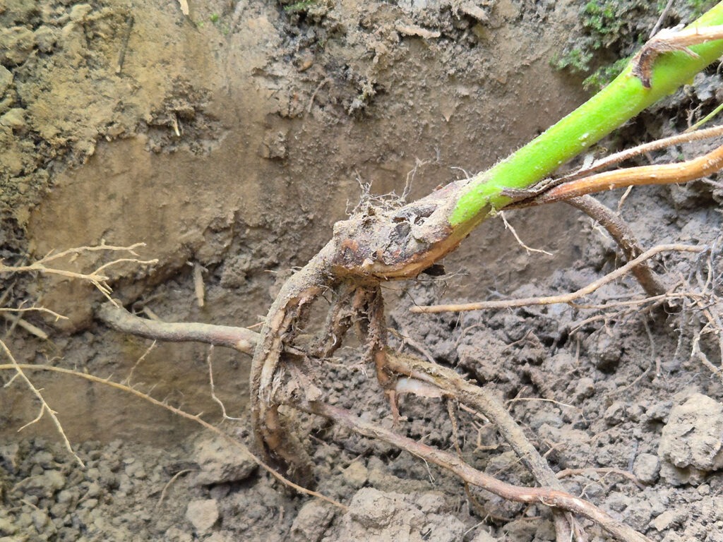 Freigelegte Brombeerwurzel mit zwei Rhizomen links und rechts im Erdreich beim Ausgraben